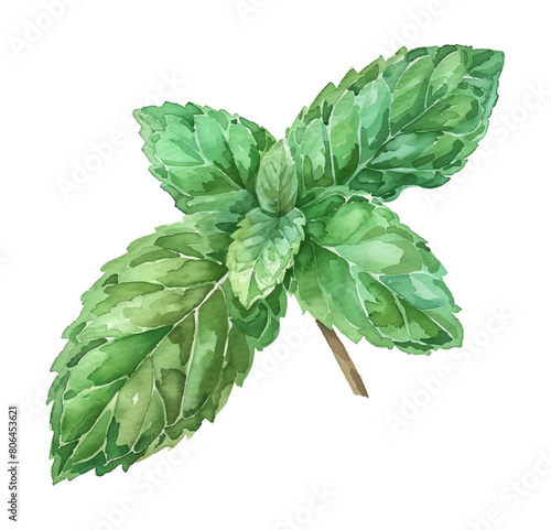 mint leaf watercolor digital painting good quality