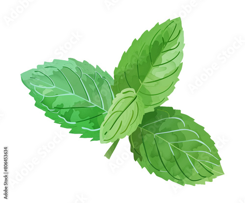 mint leaf watercolor digital painting good quality