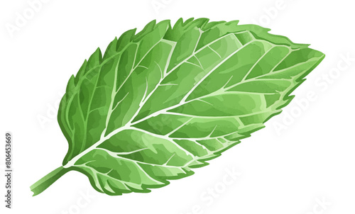 mint leaf watercolor digital painting good quality