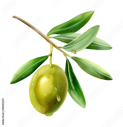 olive fruit watercolor digital painting good quality