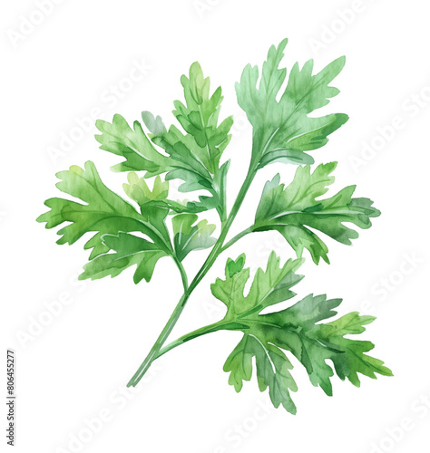 parsley leaf watercolor digital painting good quality