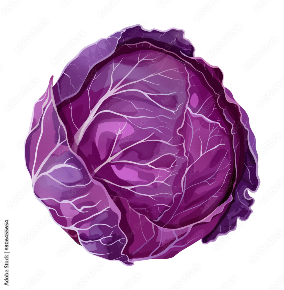 Obraz premium purple cabbage watercolor digital painting good quality