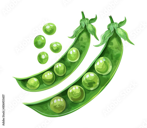 pea pod bean watercolor digital painting good quality