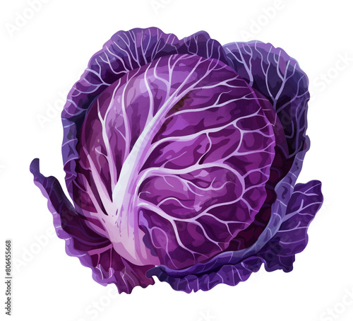purple cabbage watercolor digital painting good quality