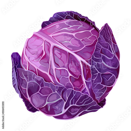 purple cabbage watercolor digital painting good quality
