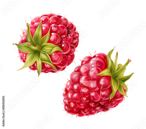 raspberry watercolor digital painting good quality
