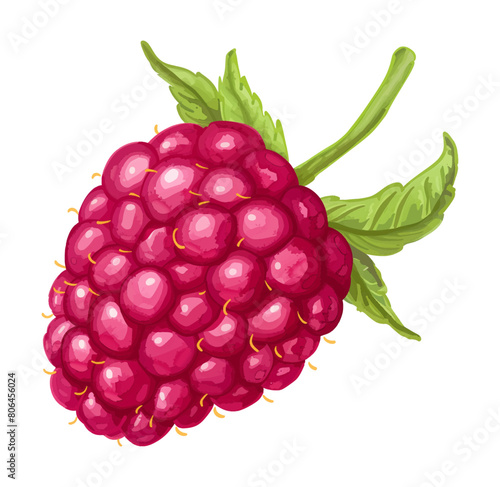 raspberry watercolor digital painting good quality