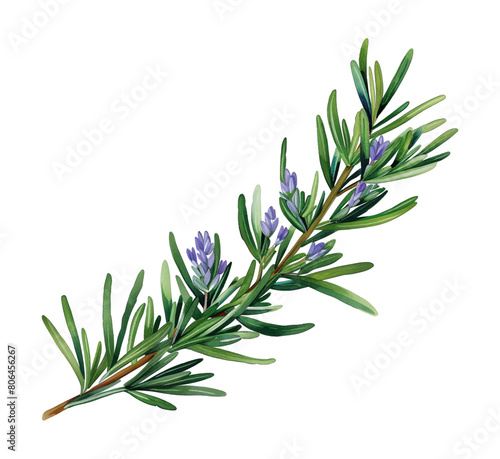 rosemary watercolor digital painting good quality