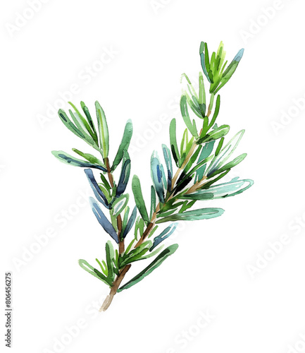 rosemary watercolor digital painting good quality