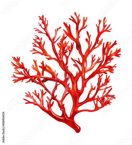 seaweed red watercolor digital painting good quality