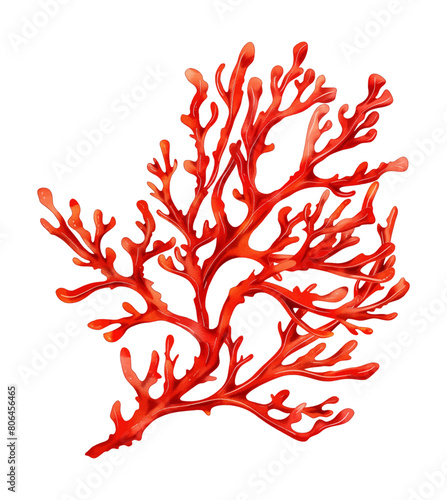 seaweed red watercolor digital painting good quality