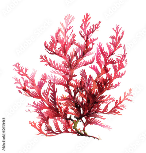 seaweed red watercolor digital painting good quality