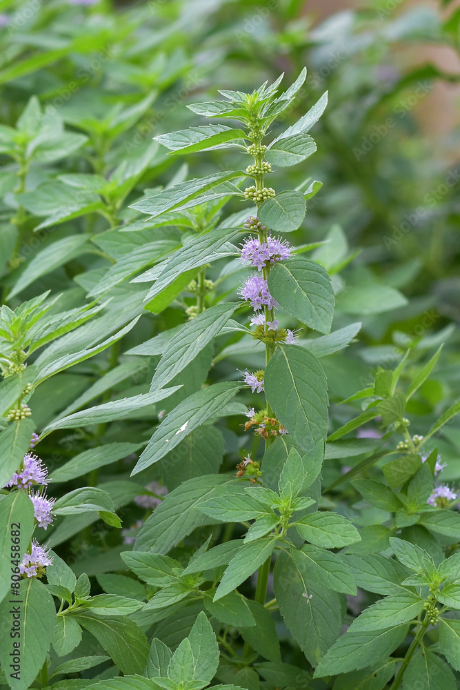 Mentha Canadensis wild mint plant as an alternative ingredient for traditional herbal medicine Mentha Canadensis wild mint plant as an alternative ingredient for traditional herbal medicine