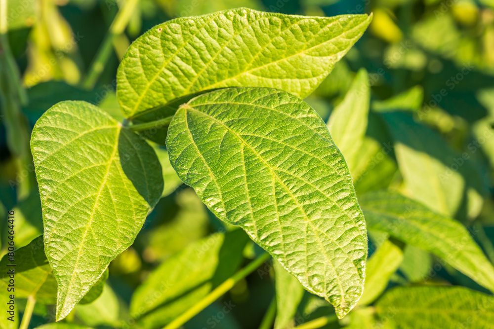 Soybean field in a sunny day. Agricultural scene. Soybean field in a sunny day. Agricultural scene.