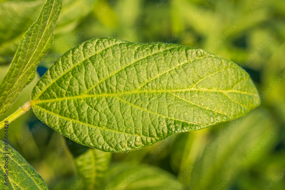 Soybean field in a sunny day. Agricultural scene. Soybean field in a sunny day. Agricultural scene.