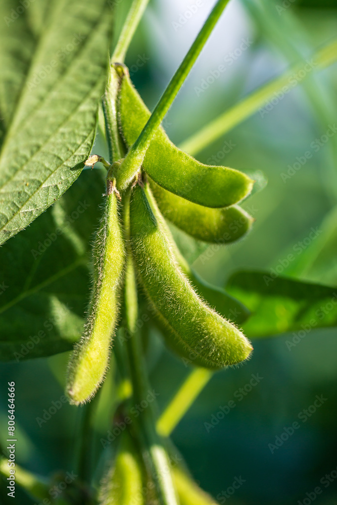 Soybean pods in soybean plantationin a sunny day. Agricultural scene, soybean crop Soybean pods in soybean plantationin a sunny day. Agricultural scene, soybean crop