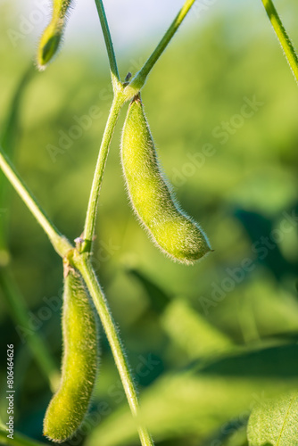 Soybean pods in soybean plantationin a sunny day.  Agricultural scene, soybean crop photo