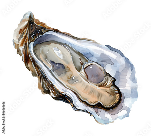 oyster watercolor digital painting good quality