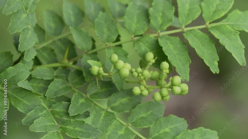 Tokyo, Japan - May 6, 2024: Closeup of Japanese pepper or Sansho Tokyo, Japan - May 6, 2024: Closeup of Japanese pepper or Sansho