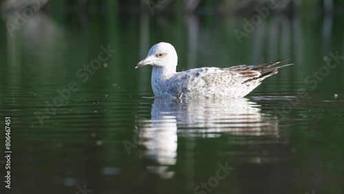 European Herring Gull, Larus argentatus, bird at spring time on lake photo