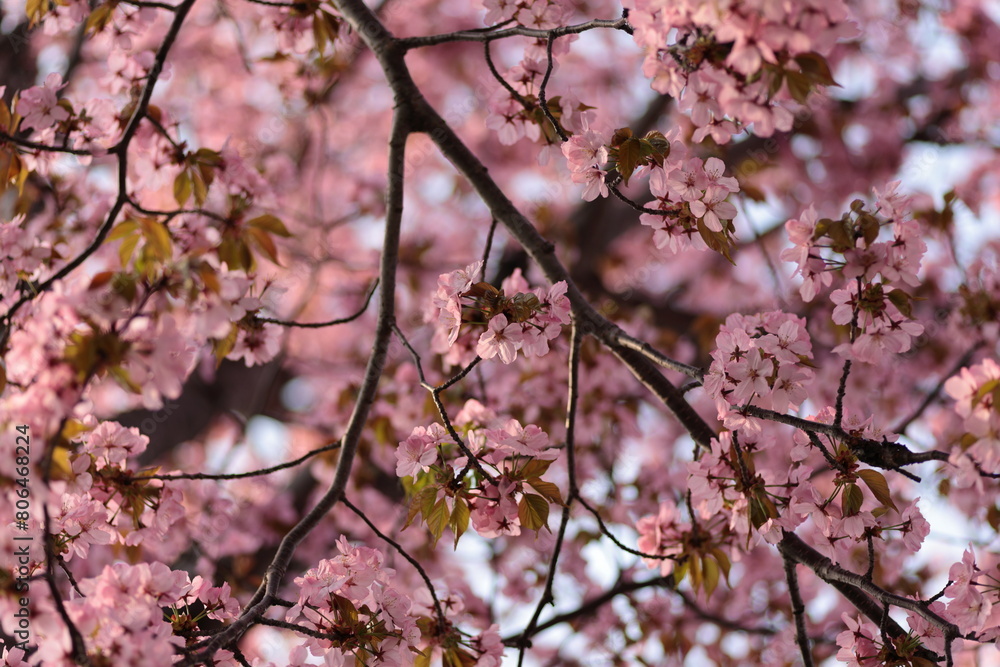満開時期を迎えた山桜 満開時期を迎えた山桜