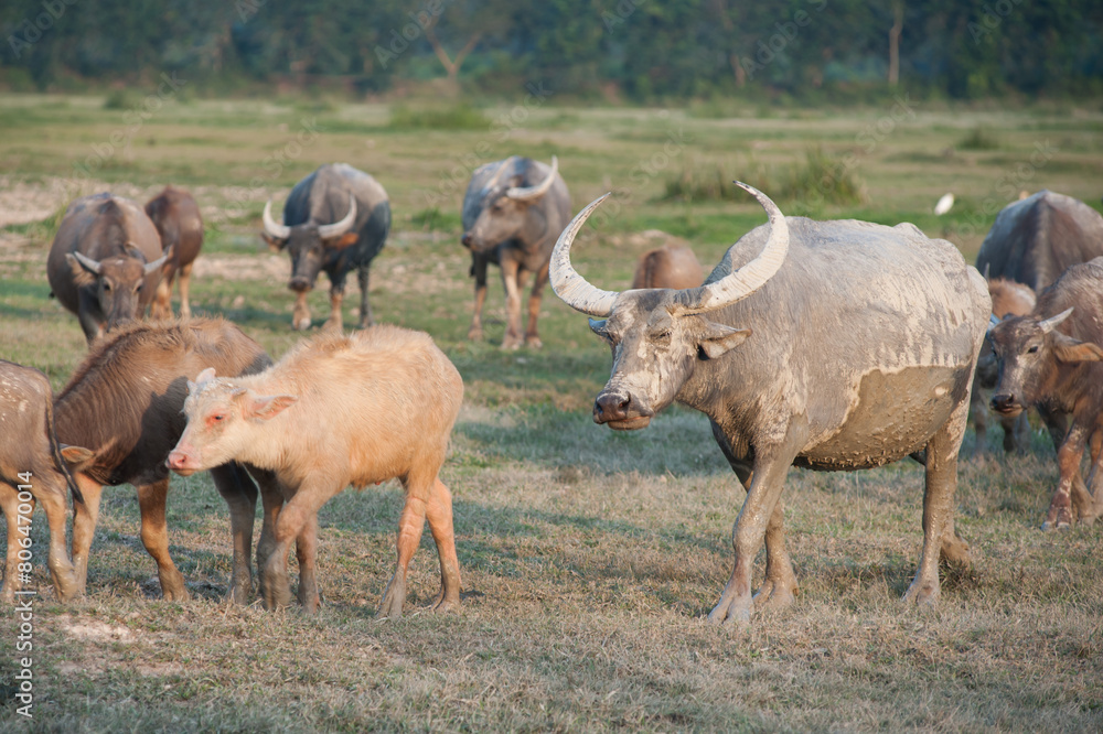 Buffalo in the grassland in rural Thailand Buffalo in the grassland in rural Thailand