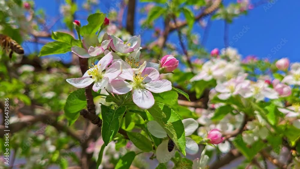 blooming cherry tree with a bee collecting pollen and nectar for honey at sunny spring day with blue sky background. blooming cherry tree with a bee collecting pollen and nectar for honey at sunny spring day with blue sky background.