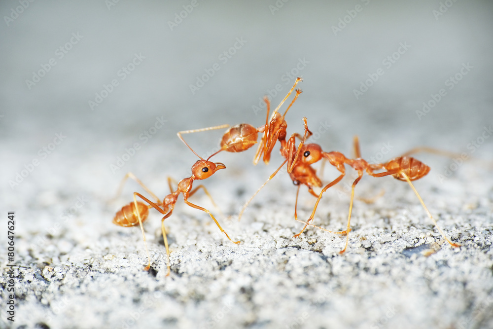 Weaver ants are highly territorial and workers aggressively defend their territories against intruders Weaver ants are highly territorial and workers aggressively defend their territories against intruders
