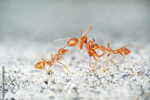 Weaver ants are highly territorial and workers aggressively defend their territories against intruders © taffpixture