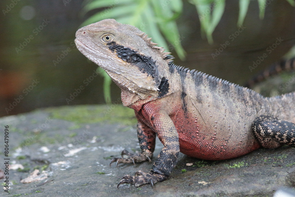 Fototapeta premium A lizard in an Australian Park close up