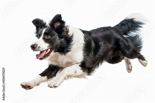 Energetic Border Collie mid-air, captured against a white backdrop, emphasizing agility and motion in dynamic pose.  © iuliia