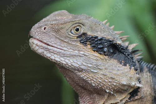 A lizard in an Australian Park close up