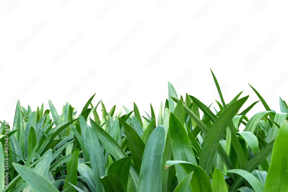 Fototapeta premium Image of a bush with beautiful leaves growing densely isolated on a png file on a transparent background.