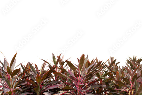 Close-up view of a bush with densely growing red leaves isolated on a png file on a transparent background.