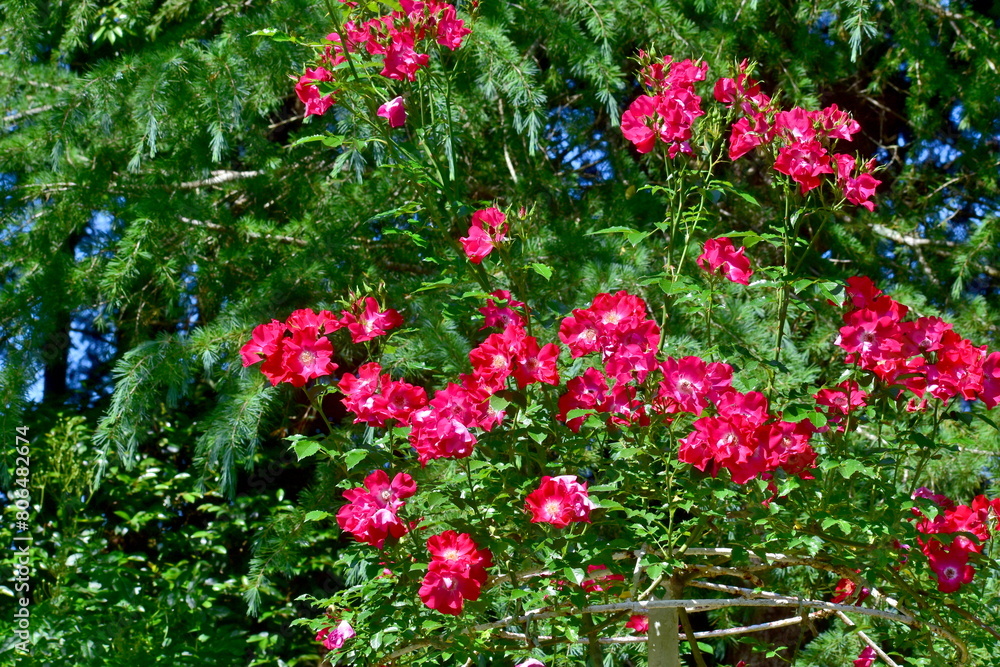 Fototapeta premium 広島 花 庭園 湧永庭園 バラ 薔薇