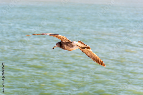 Seagull  Olrog s Gull  Larus Atlanticus  flying over the sea