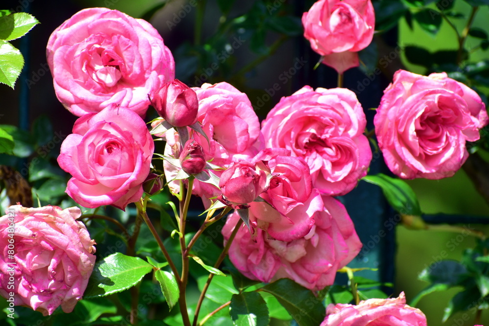 広島 花 庭園 湧永庭園 バラ 薔薇 広島 花 庭園 湧永庭園 バラ 薔薇