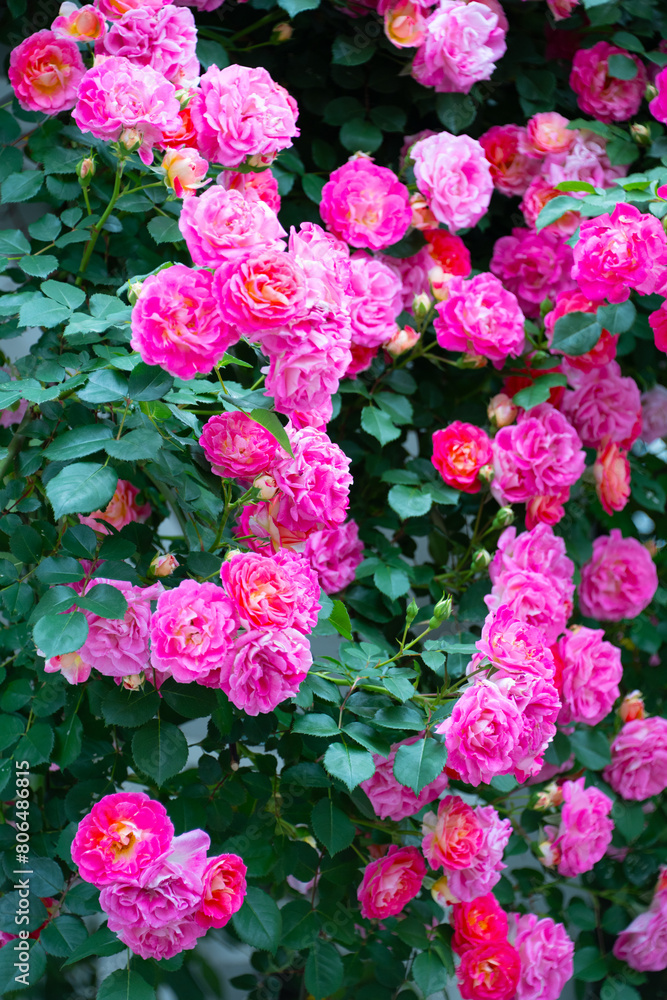 薔薇 薔薇