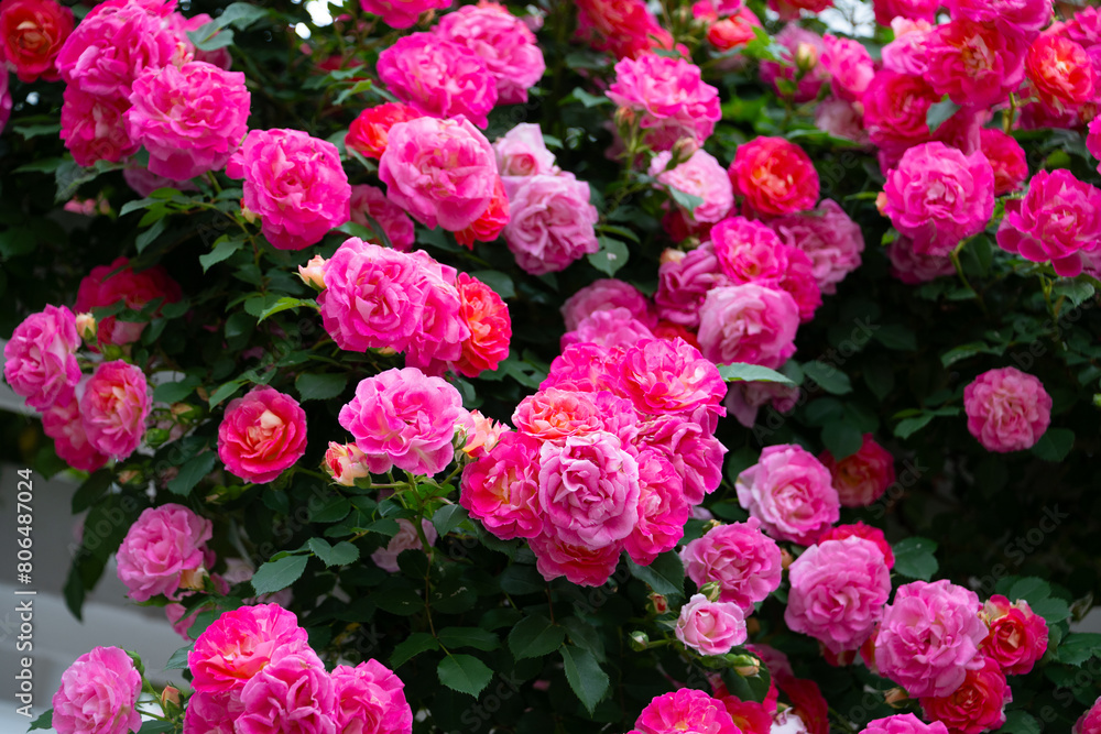 薔薇 薔薇