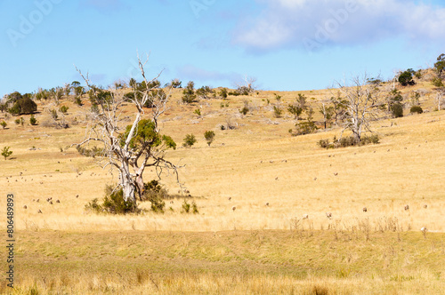 After a dry winter on the East coast - Swansea, Tasmania, Australia