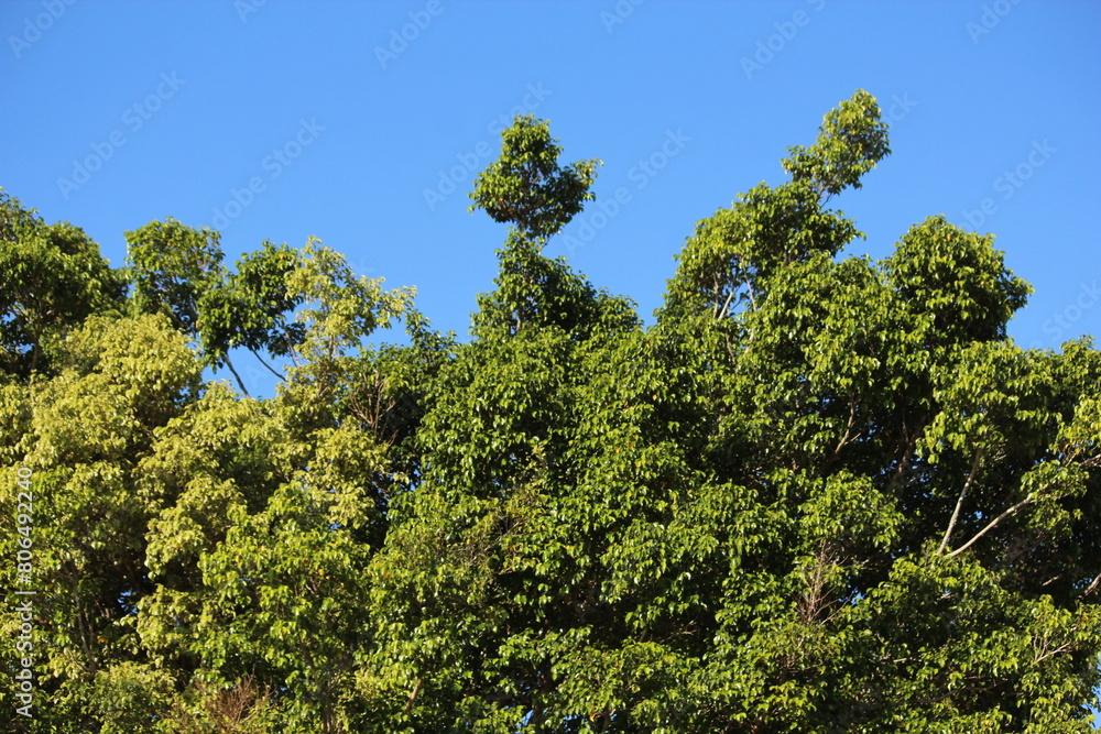 Sky blue and green tree
