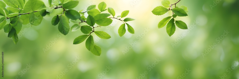 A leafy green background with a leafy branch in the foreground. for banner design A leafy green background with a leafy branch in the foreground. for banner design