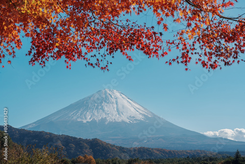 Mount Fuji view at Saiko Iyashino Sato Nenba in Autumn season. Mt Fujisan in Fujikawaguchiko, Yamanashi, Japan. Landmark for tourists attraction. Japan Travel, Destination, Vacation and Mount Fuji Day
