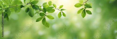 A leafy green background with a leafy branch in the foreground. for banner design © New generate