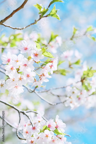 美しく咲き誇る札幌の桜