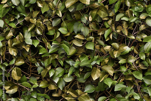 leafy bush camouflage background texture pattern seamless wallpaper © Aldis