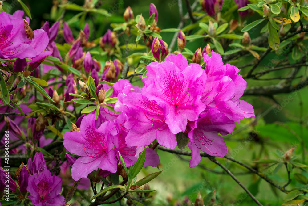 Flowering bush of Rhododendron (azalea) Japanese Geisha Purple (Rhododendron obtosum Flowering bush of Rhododendron (azalea) Japanese Geisha Purple (Rhododendron obtosum