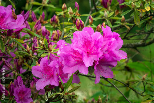 Flowering bush of Rhododendron (azalea) Japanese Geisha Purple (Rhododendron obtosum "Geisha Purple") botanical garden Adler, Krasnodar Territory, Sochi, Russia