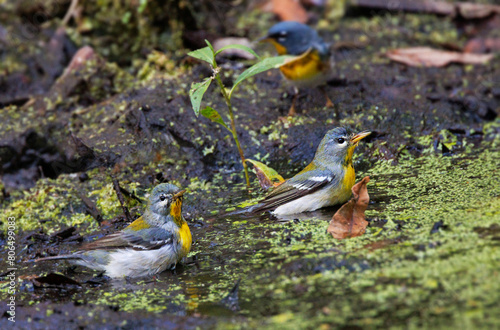 Northern parulas (Setophaga americana)—tiny birds—take a bath. Edited from two photos in close succession so you can see two birds' faces. But all three birds were truly this close together. Florida.