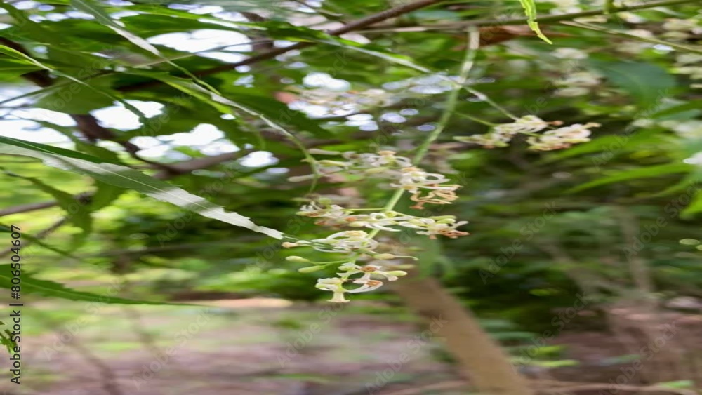 Close-up of Fragrant White Neem Flowers (Azadirachta Indica) Close-up of Fragrant White Neem Flowers (Azadirachta Indica)